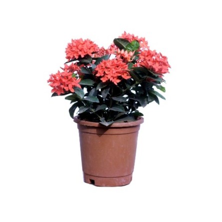 Ixora Mini Orange